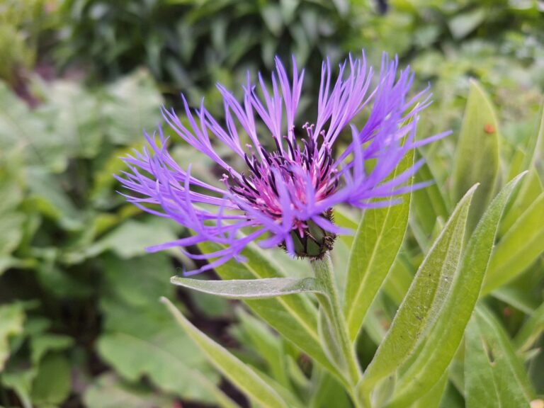 Ijsheiligen – Planttijd