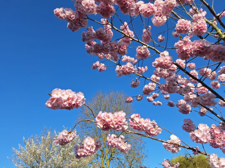 Lente!