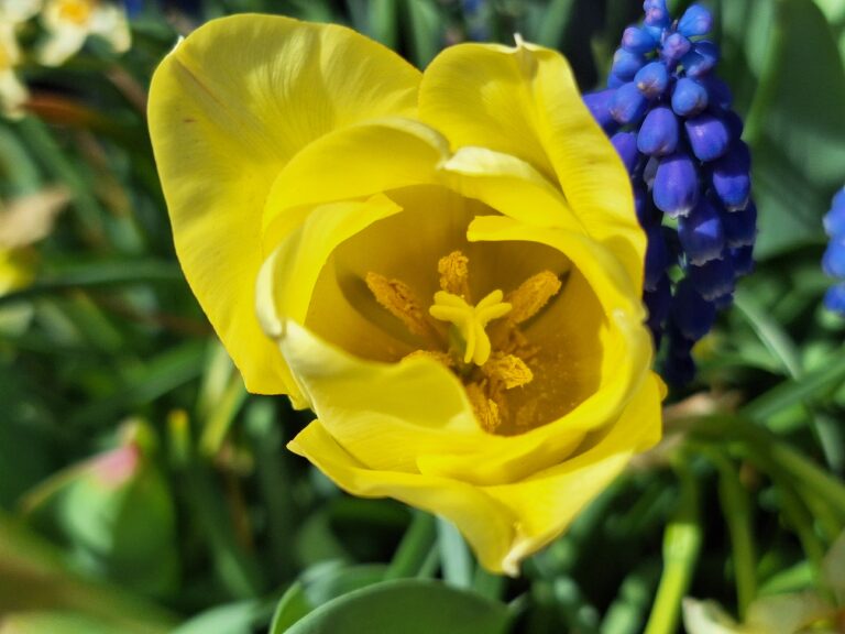 Planten en paars goud
